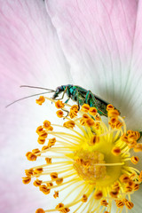 Grüner Scheinbockkäfer (Oedemera nobilis)
