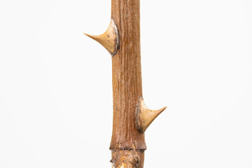 Twig with dried rose thorns, isolated on white