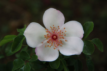 Maggio: fioritura di rose botaniche spontanee a fiori semplici, dettaglio di un fiore