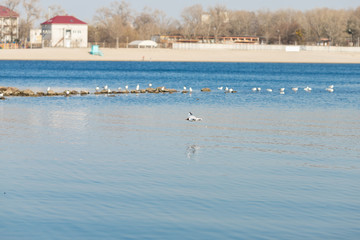 sea gull flies over a blue river on a clear day