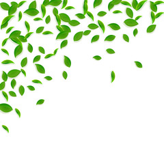 Falling green leaves. Fresh tea chaotic leaves fly