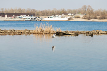 Naklejka premium sea gull flies over a blue river on a clear day