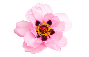 peony flower isolated