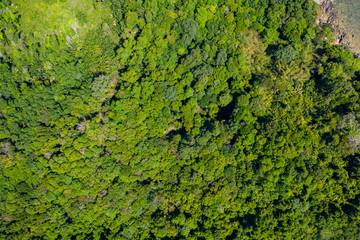 Top down aerial view of the tree canopy of a dense tropical rainforest