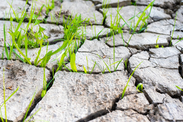 The grass grows through the drought-cracked earth