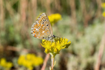 Beautiful butterfly sits on a flower in a park in a meadow