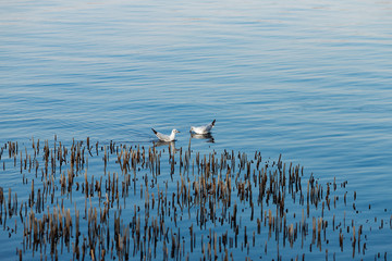 Seagulls float on a blue river on a clear day