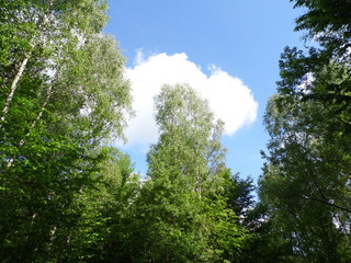 Obraz premium Trees and sky