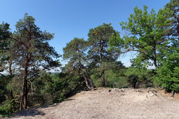 Fototapeta na wymiar Tertre blanc path in the French Gâtinais Regional Nature park