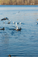 Fototapeta premium seagulls and ducks catch food in the river in the park and try to catch a piece of food