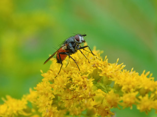 A fly after a rain sits on a bush in the summer in Kharkov park