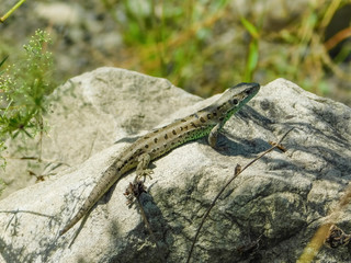 A small lizard lies on a stone in a shade near the mountains