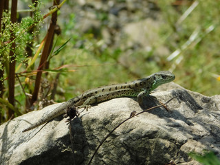 Naklejka na ściany i meble A small lizard lies on a stone in a shade near the mountains