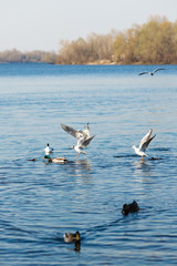 seagulls and ducks catch food in the river in the park and try to catch a piece of food