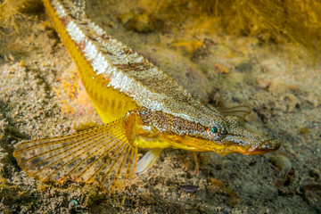 The Longsnout poacher.