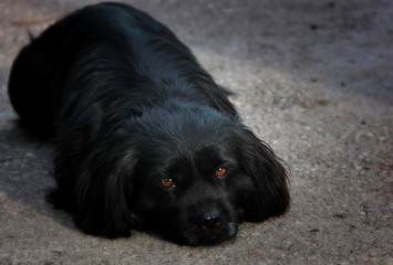 portrait of a sad dog waiting for its owner ,black labrador retriever puppy