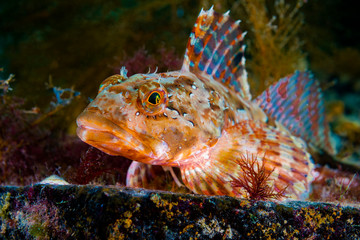 The Elkhorn sculpin or Red sculpin.
