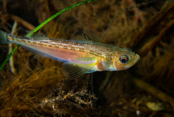 The Japanese sandfish or Sailfin sandfish.