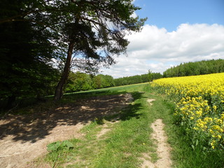 Road in the field and forest