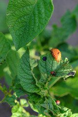 Colorado potato beetle larva on a potato leaf.