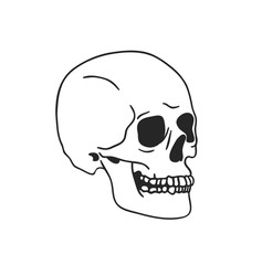Hand drawn illustration skull.Vector art drawing
