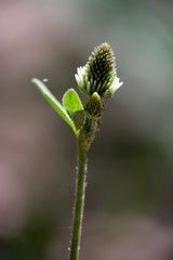 The lanceolata plantain (Plantago lanceolata) is a medicinal herb that has anti-cough properties...