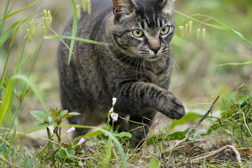 キジ猫