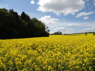 Canola and sky