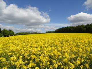 Fototapeta premium Canola and sky