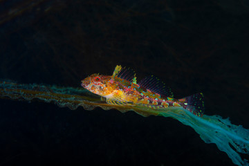 The Elegant sculpin.