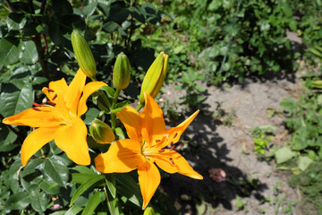 Large yellow lilies in the flowerbed. Two flowers with bright petals.