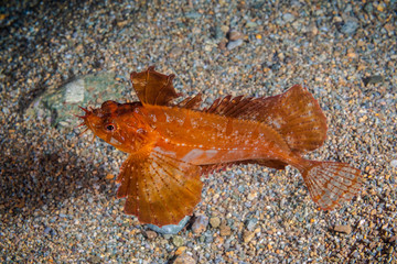 The Little  dragon sculpin.