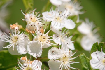 White spring flowers of apple tree on nature background.