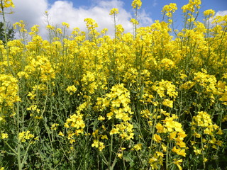 Obraz premium Canola