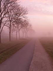 Fototapeta na wymiar Patch with trees and fog