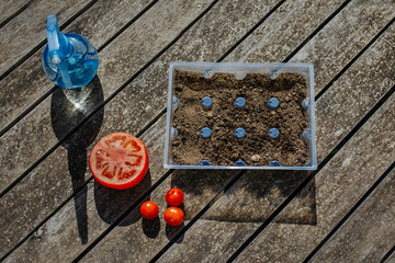 boy planting seeds at home garden nature plant tomatoes and peppers