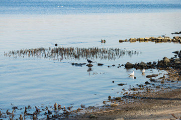 seagulls and ducks catch food in a park by the river