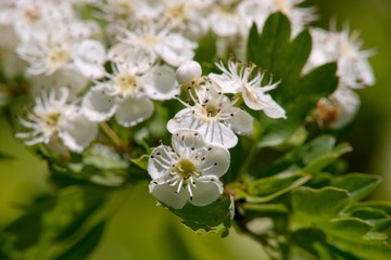 Obraz premium White spring flowers of apple tree on nature background.
