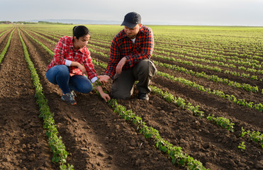 Young farmers examing planted soy
