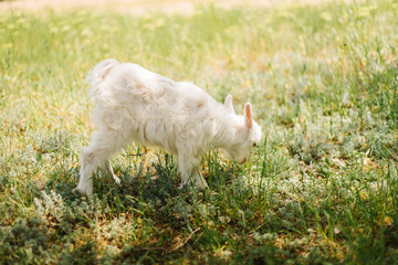 Naklejka na ściany i meble black and white small newborn baby goat eating grass on farm of countryside