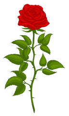 Fototapeta premium Illustration of a cut garden tea rose with thorns. Fresh blooming bud with young leaves. Red flower for a bouquet. Colored decorative element for greeting card.