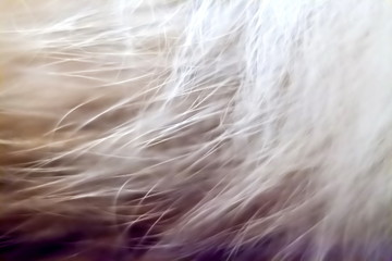 Cat hair closeup
