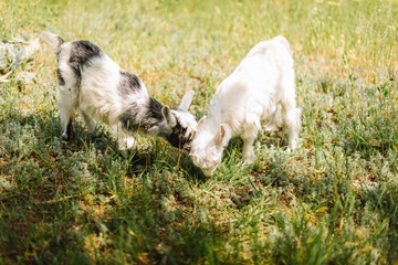 Naklejka na ściany i meble black and white small newborn baby goat eating grass on farm of countryside