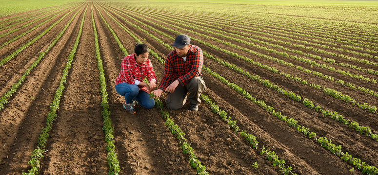 Young farmers examing planted soy
