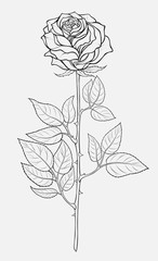 Fototapeta premium Black and white illustration of a cut garden tea rose with thorns. Fresh blooming bud with young leaves. Flower for a bouquet. Linear decorative element for greeting card.