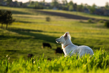 White swiss shepherd in a countryside roaming in the fields 