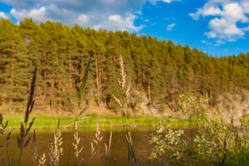 Grass on a background of forests and rivers in the summer