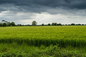 Fototapeta premium View over a field with green wheat on a breezy day with distant trees and a cloudy sky in North Yorkshire, England