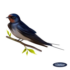 Swallow bird isolated on a white background. Realistic Hirundo rustica. Vector illustration 3D. Beautiful natural swallow. Macro icon bird on branch. Design for paper, banner, t-shirt, logo, print.