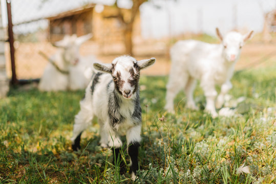 black and white small newborn baby goat eating grass on farm of countryside
